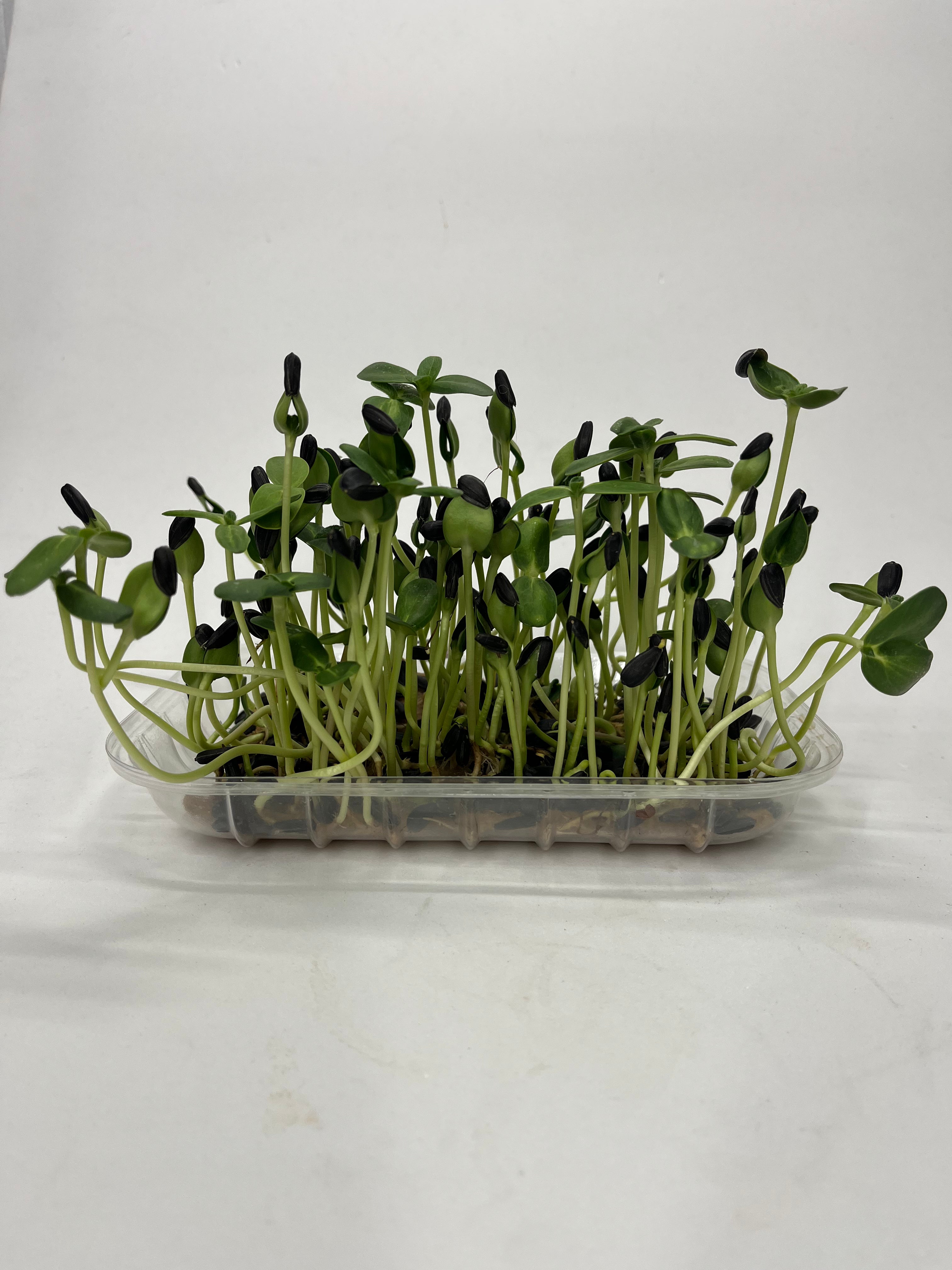 Organic Sunflower DIY micro green kit