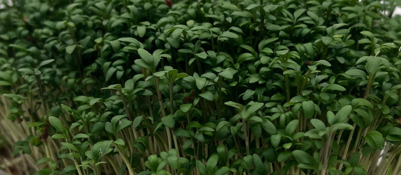 Container of fresh green microgreens on a white background