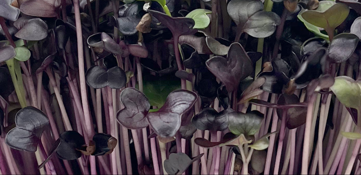 Close-up of dark purple microgreens with green leaves