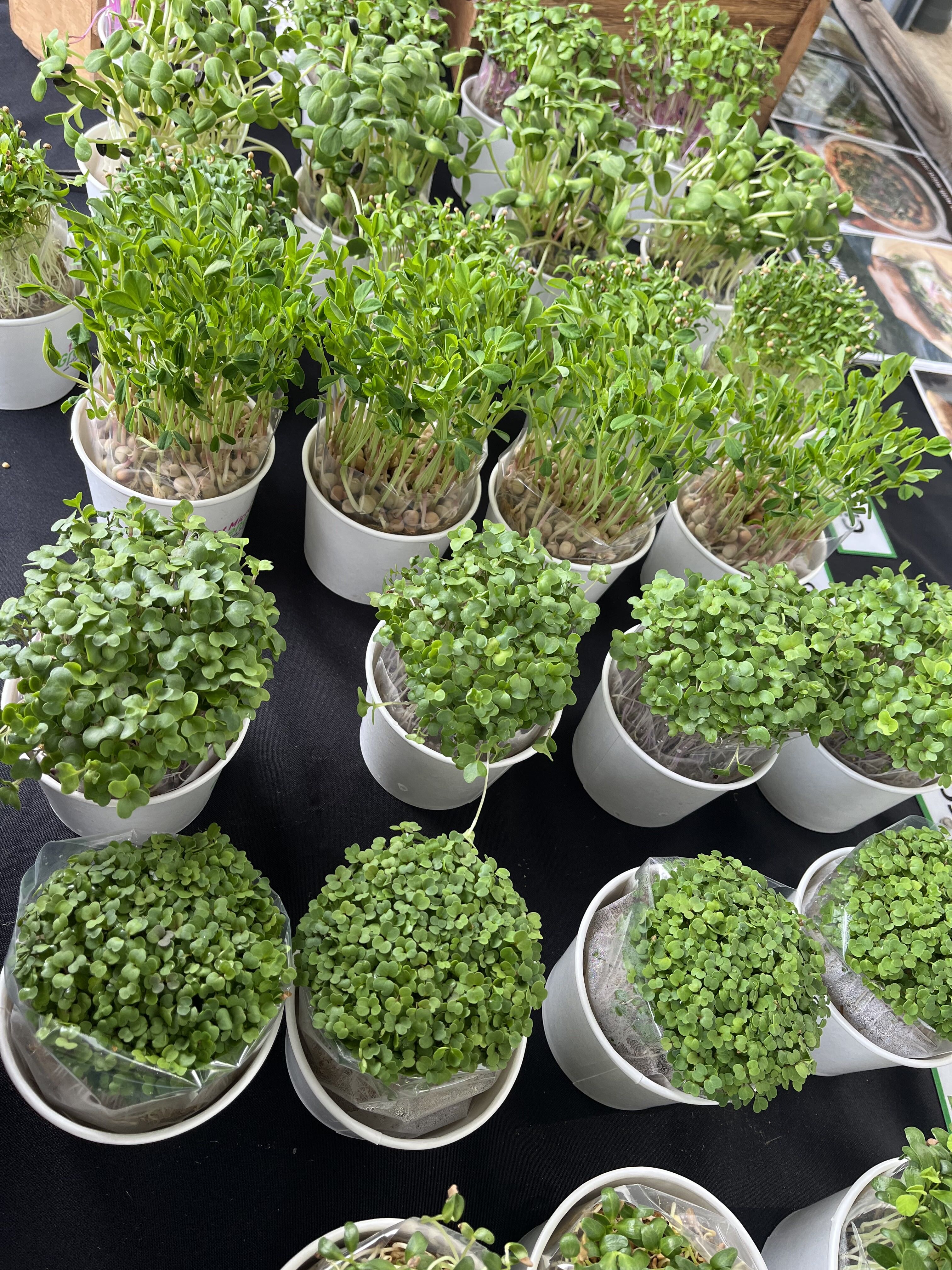 Row of small potted micro greens on a black surface