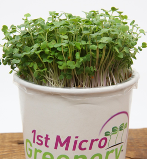 Organic living Arugula micros that keep growing!