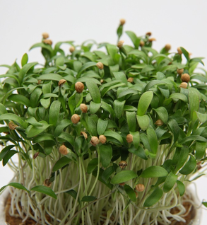 Organic living Cilantro micros that keep growing!