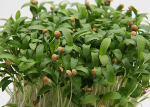 Close-up of cilantro micro greens with green leaves and small brown seed shells on a white background