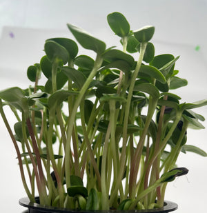 Young living sunflower micro greens in a cup on a white background