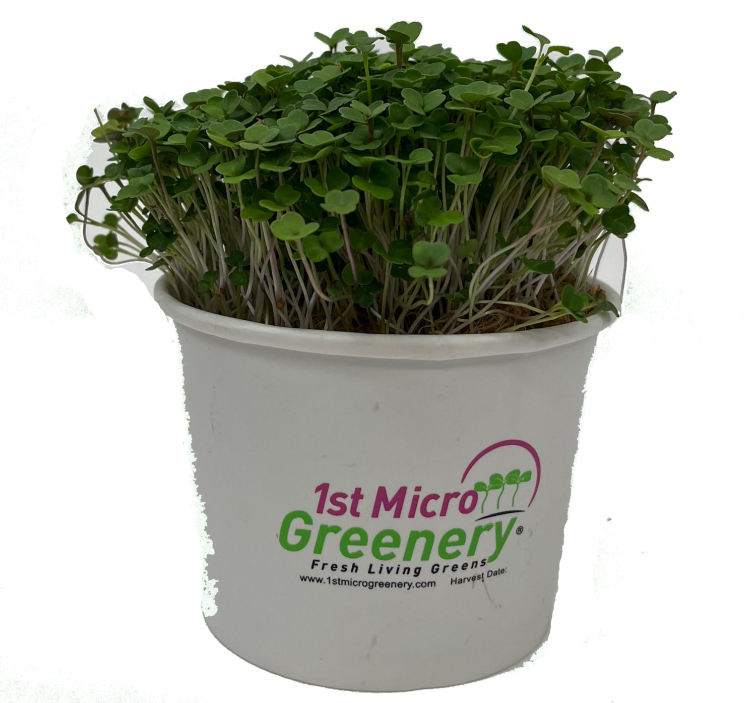 Container of living watercress micro greens with '1st Microgreenery' branding on a white background
