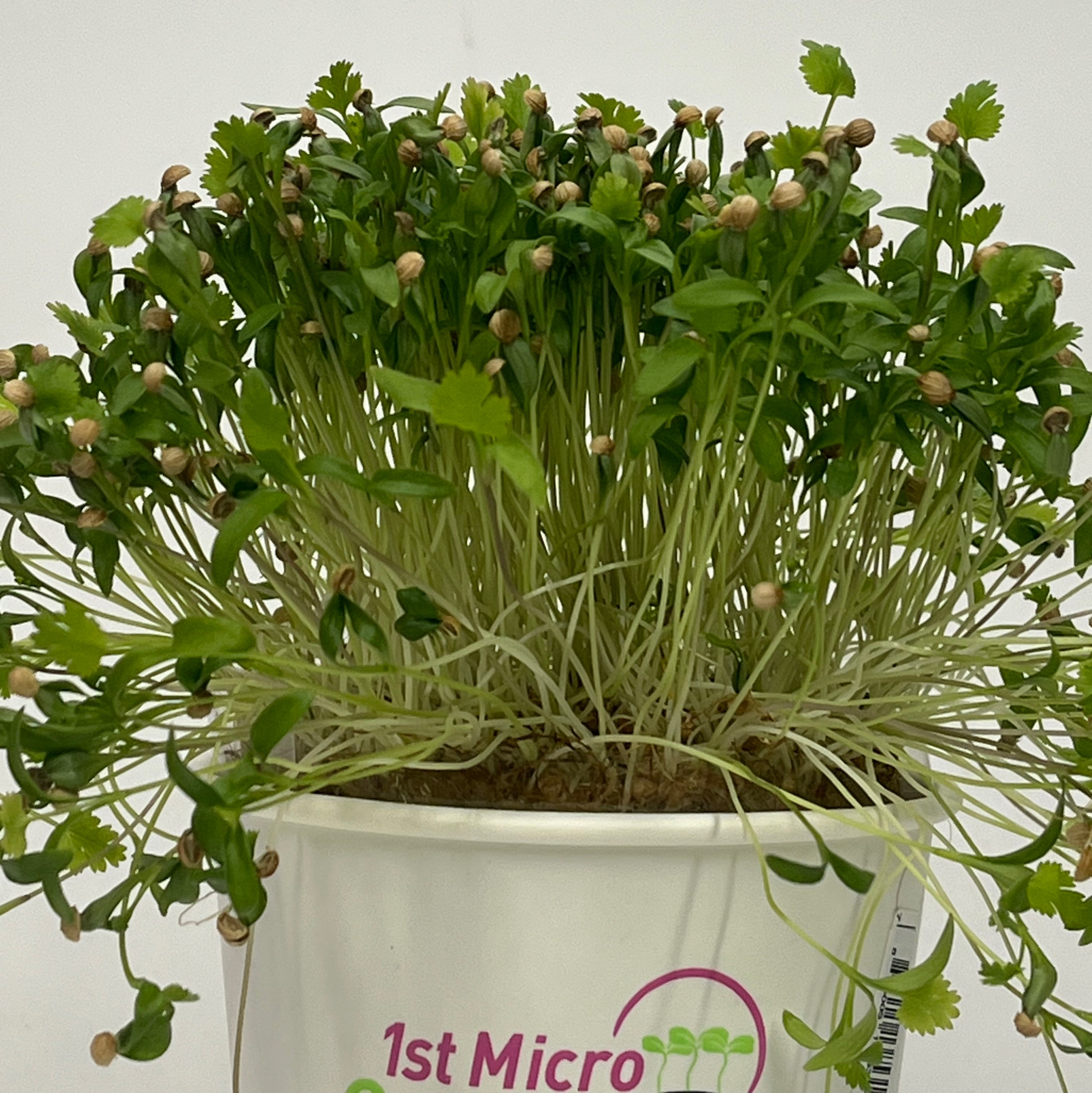 Organic living Cilantro micros that keep growing!