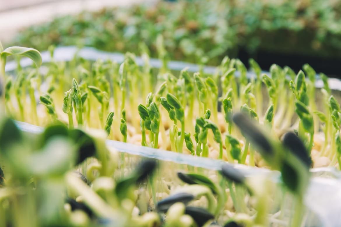 Close-up of young peas growing in a micro green tray