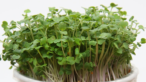 Bowl of fresh green arugulamicro greens on a white background