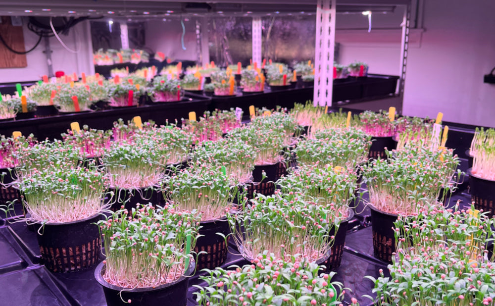 Hydroponic setup with micro greens under artificial lighting