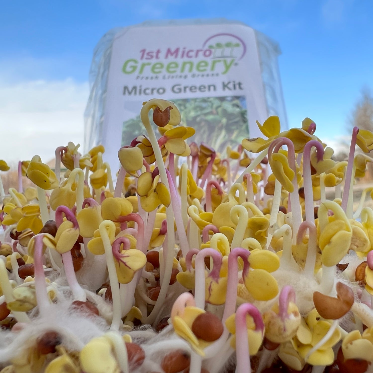 Organic Radish DIY micro green kit