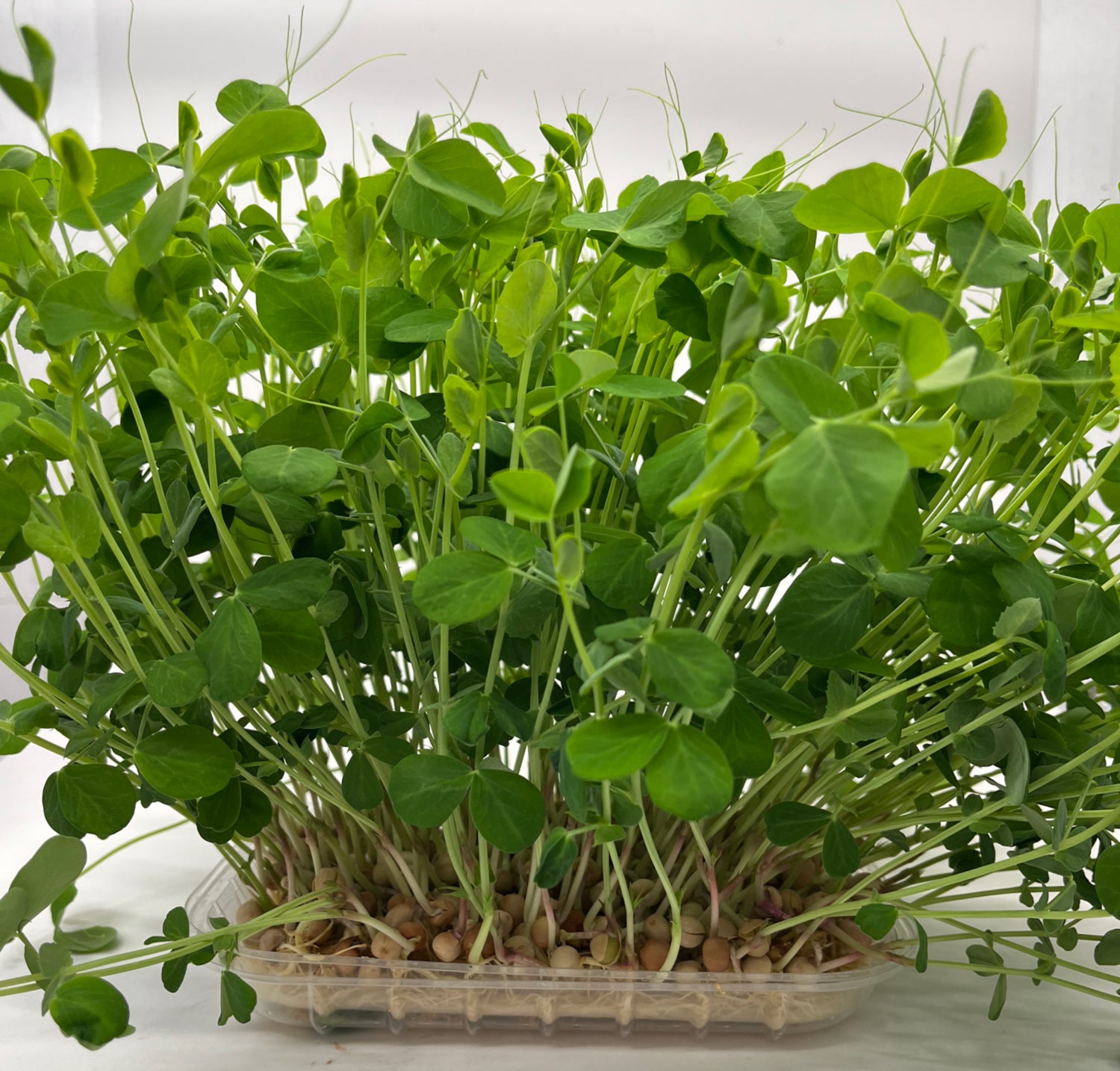 Organic Pea Shoot DIY micro green kit