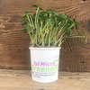 Organic living Sunflower shoots that keep growing!