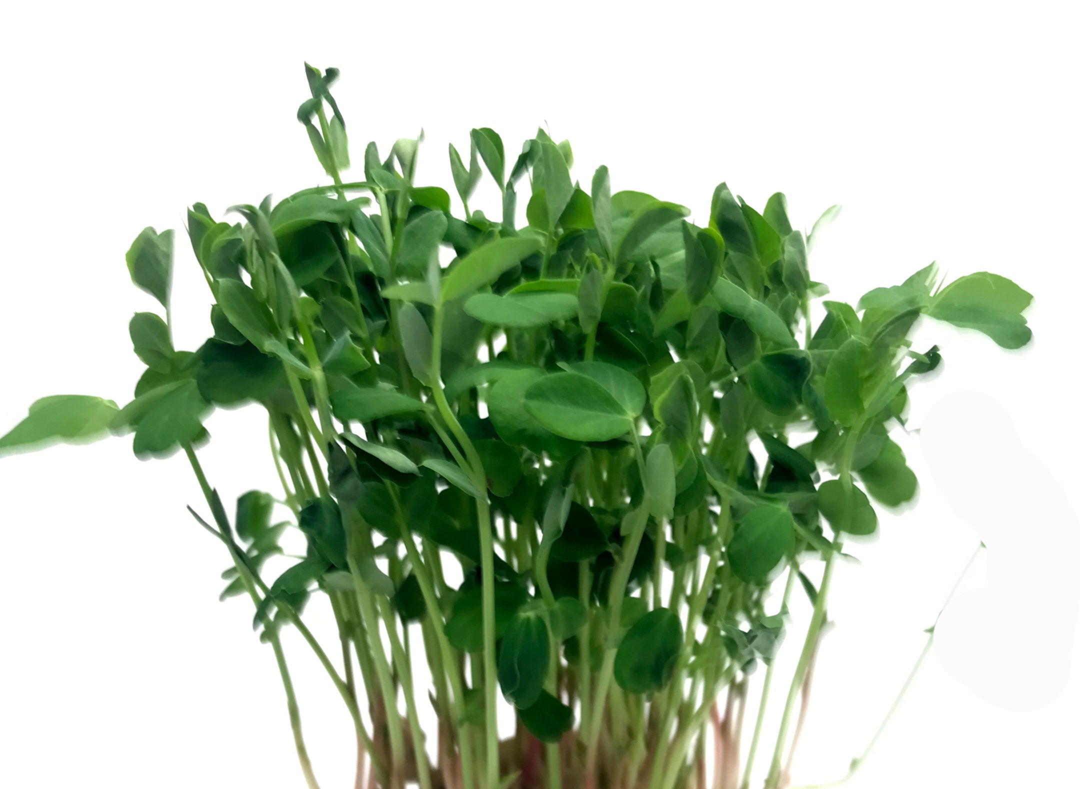 Organic living Pea Shoots that keep growing!