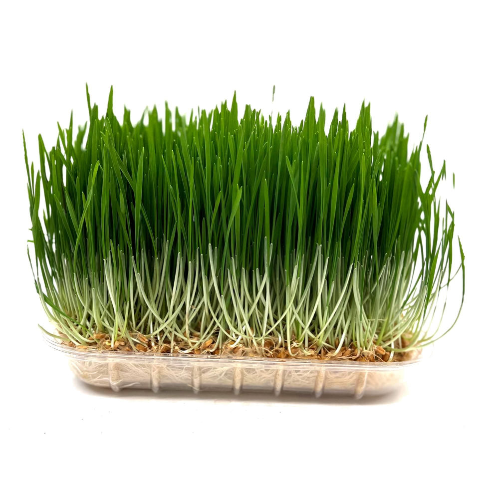 Container of pet grass sprouts on a white background