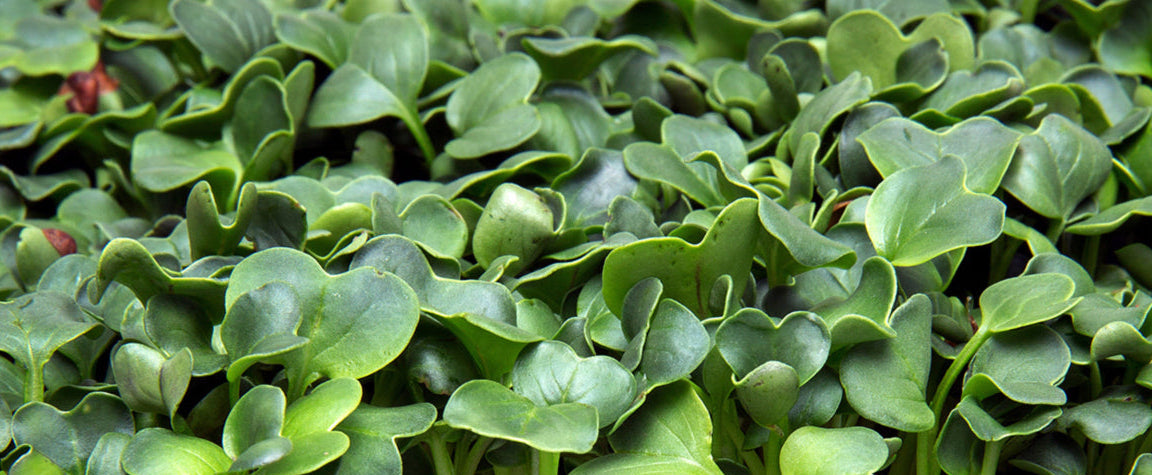 Close-up of green microgreens with a blurred background