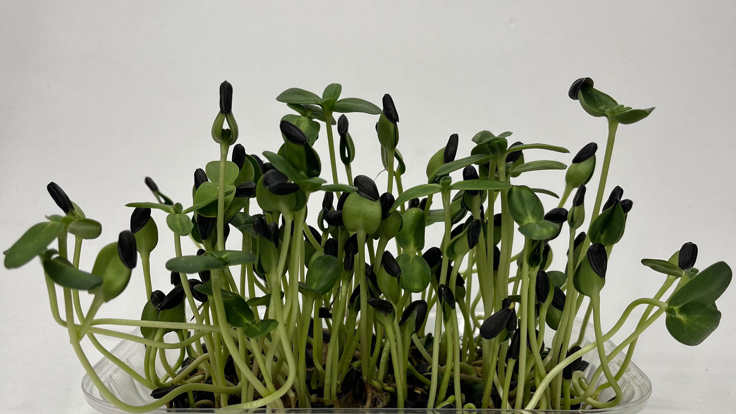 Plastic container with young sunflower  plants on a white background